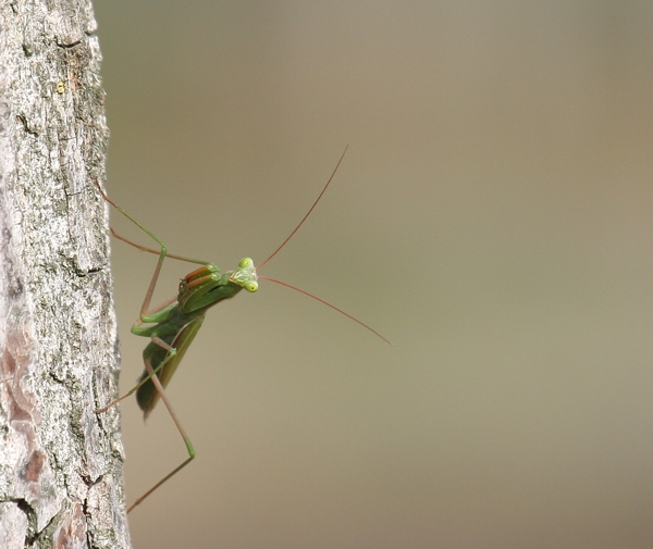 Mantide religiosa